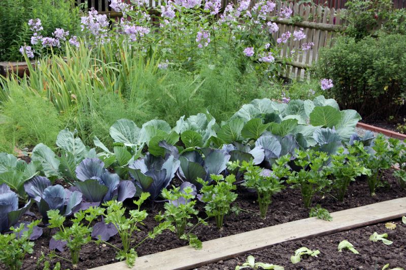 Ground Cover Planting
