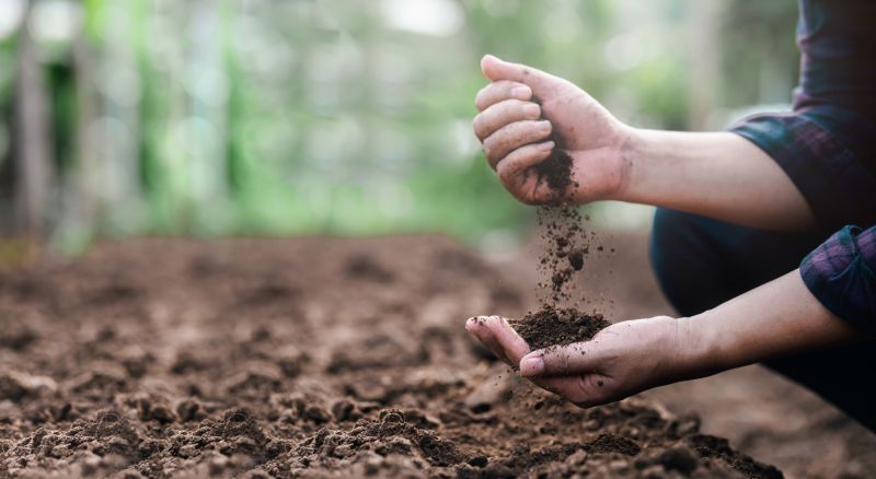 Ground Cover Planting Costs — Cost of Ground Cover Planting